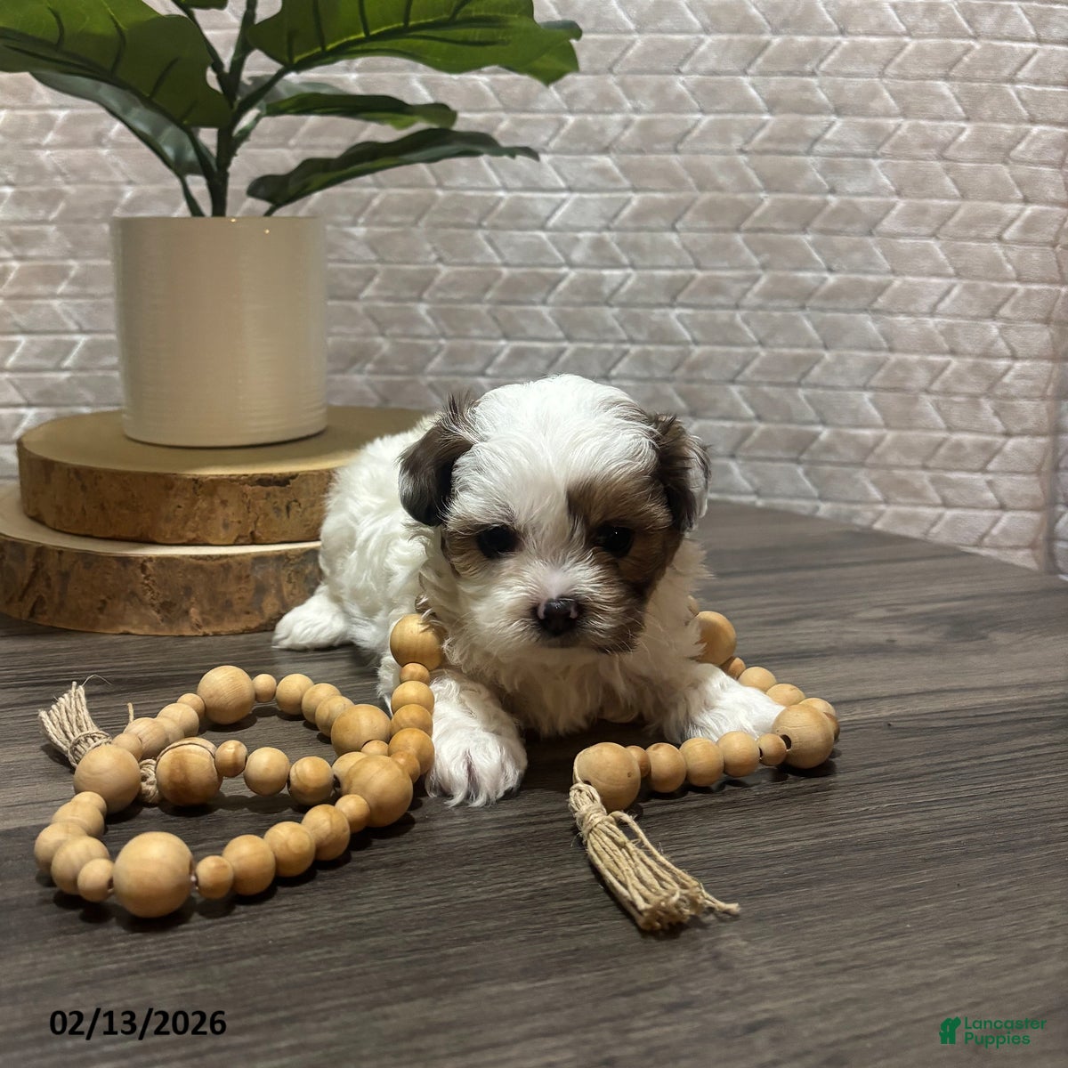 Shihpoo dogs Ace - Ad 2