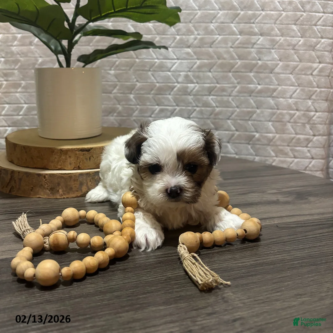 Shihpoo dogs for sale: Ace - Ad 2
