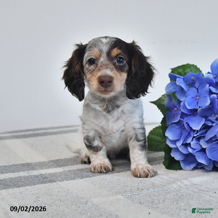 Miniature Dachshund dogs for sale: Fritz - Ad 4