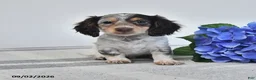Miniature Dachshund dogs for sale: Fritz - Ad 1