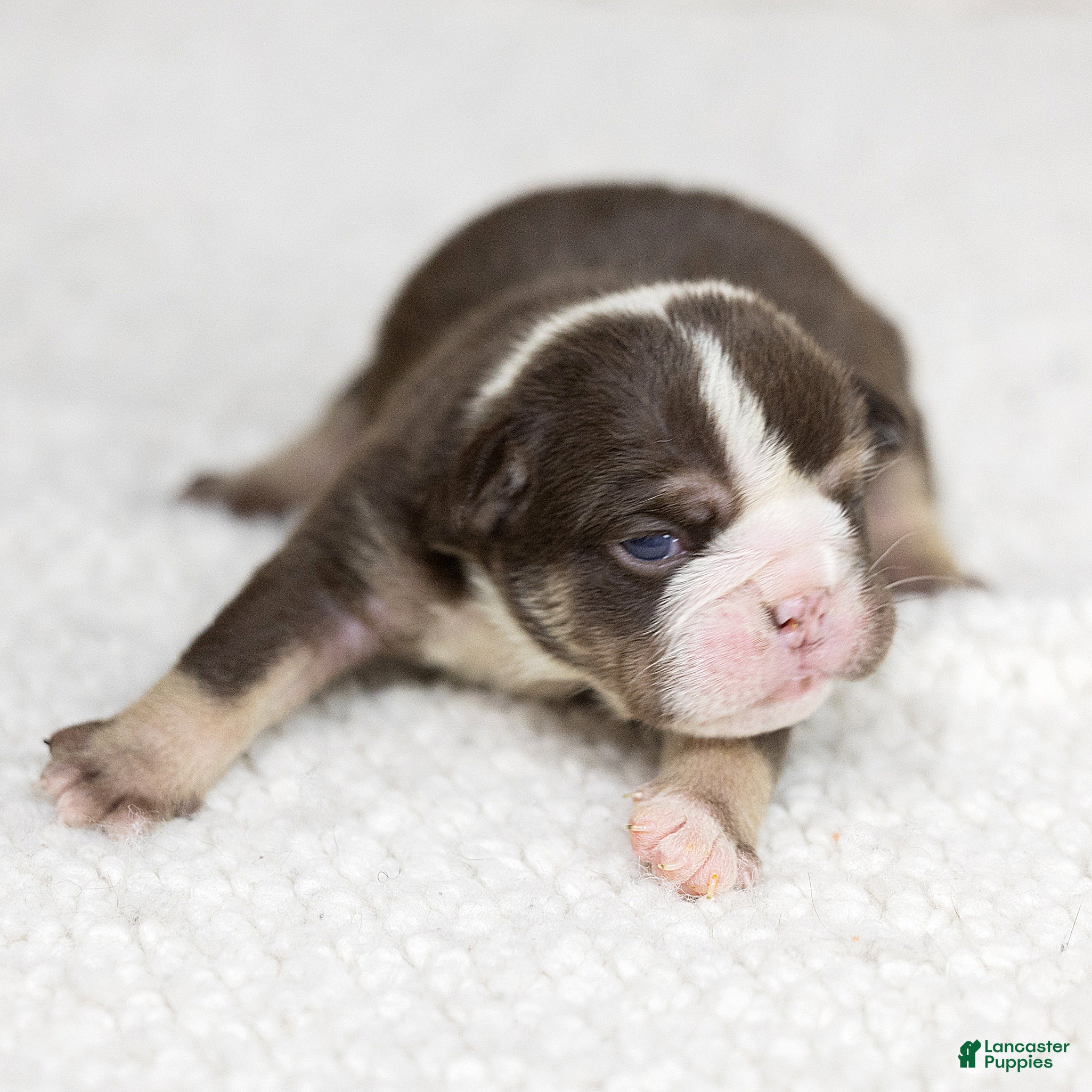 English Bulldog dogs Matilda Rose English Bulldog  - Ad 1