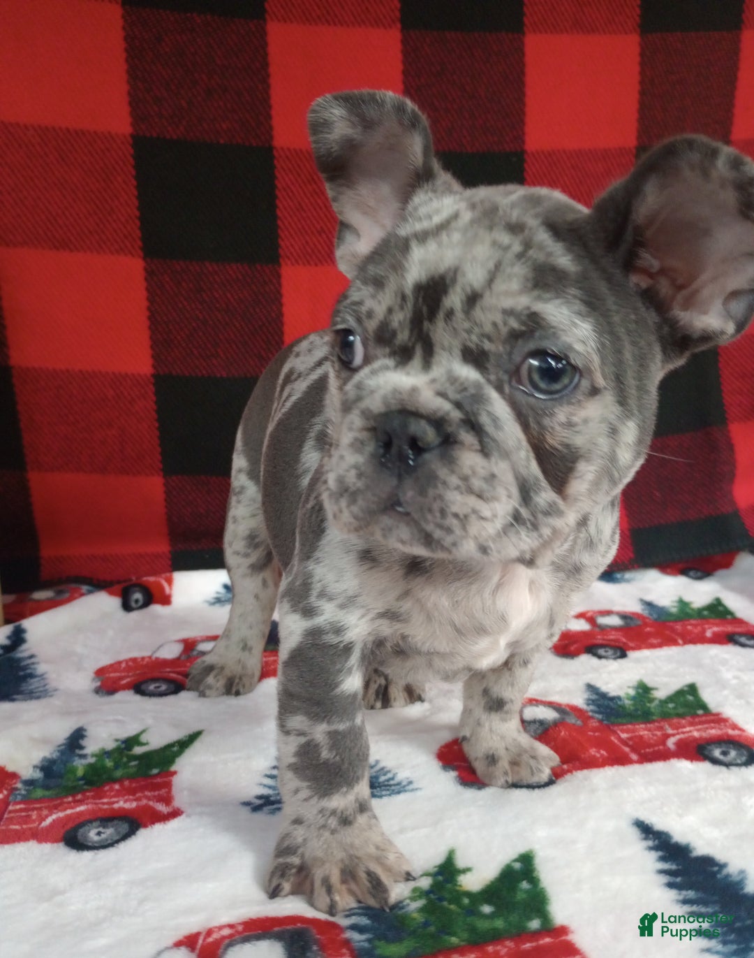 French Bulldog dogs for sale: Ian  - Ad 2