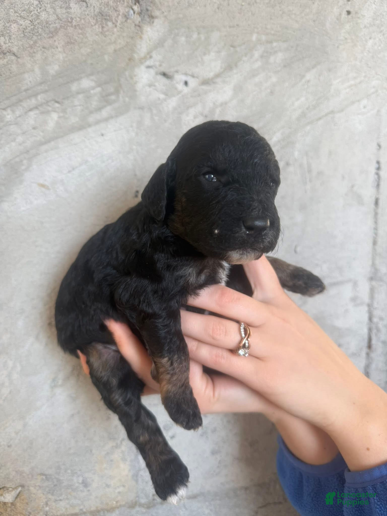 Goldendoodle dogs Manchego - Ad 25