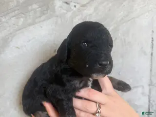 Goldendoodle dogs Manchego - Ad 25