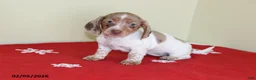 Miniature Dachshund dogs for sale: Bella   - Ad 1