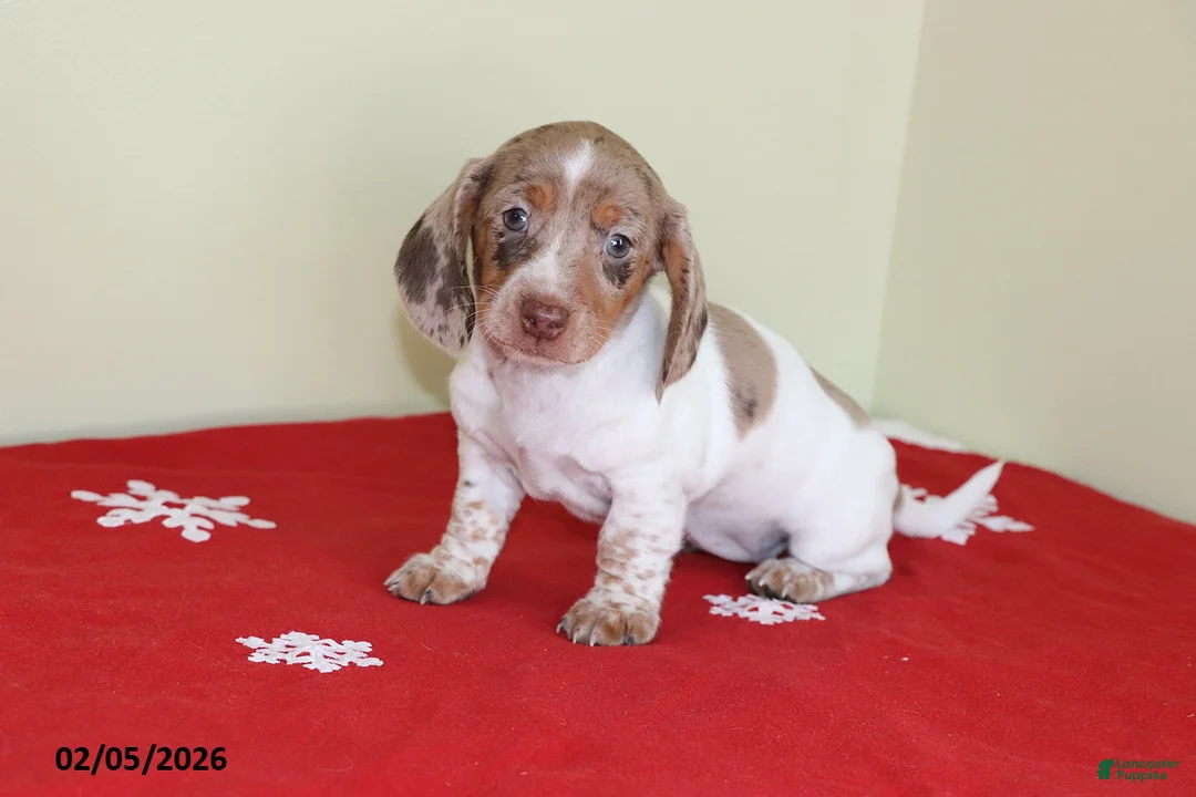 Miniature Dachshund dogs for sale: Bella   - Ad 1