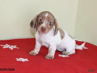 Miniature Dachshund dogs Bella - Ad 3