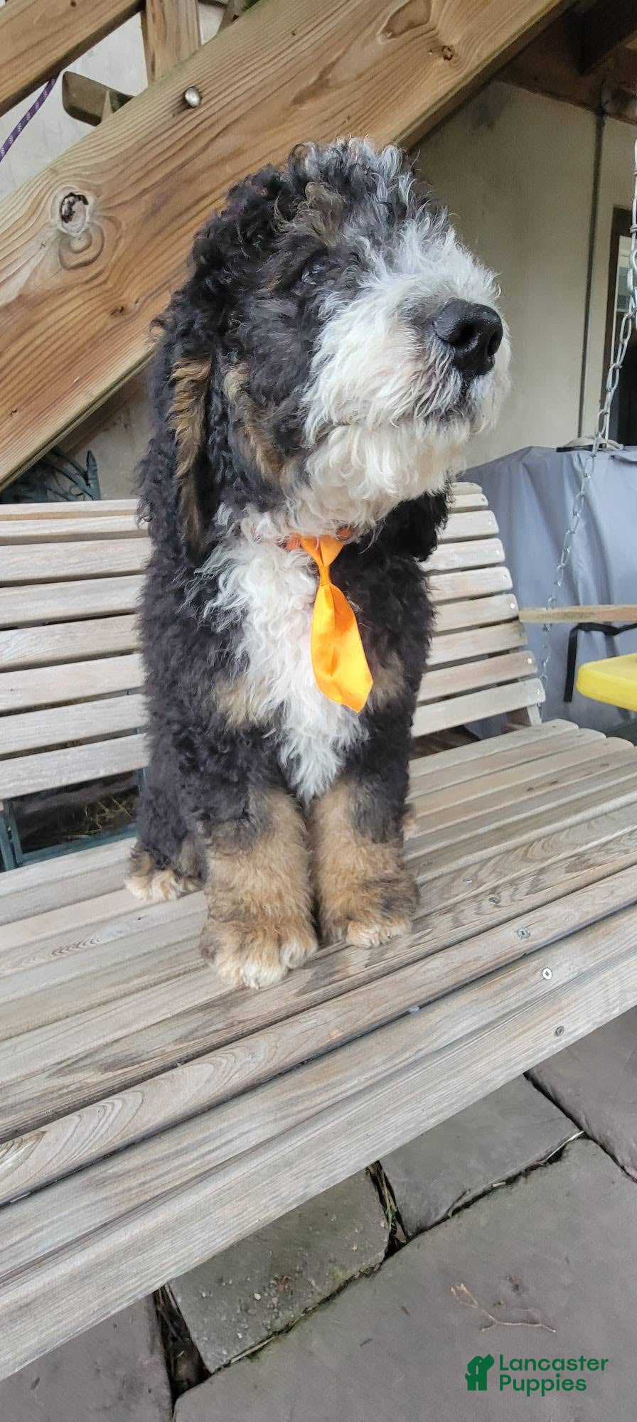 Bernedoodle dogs Bernedoodle 4 - Ad 22