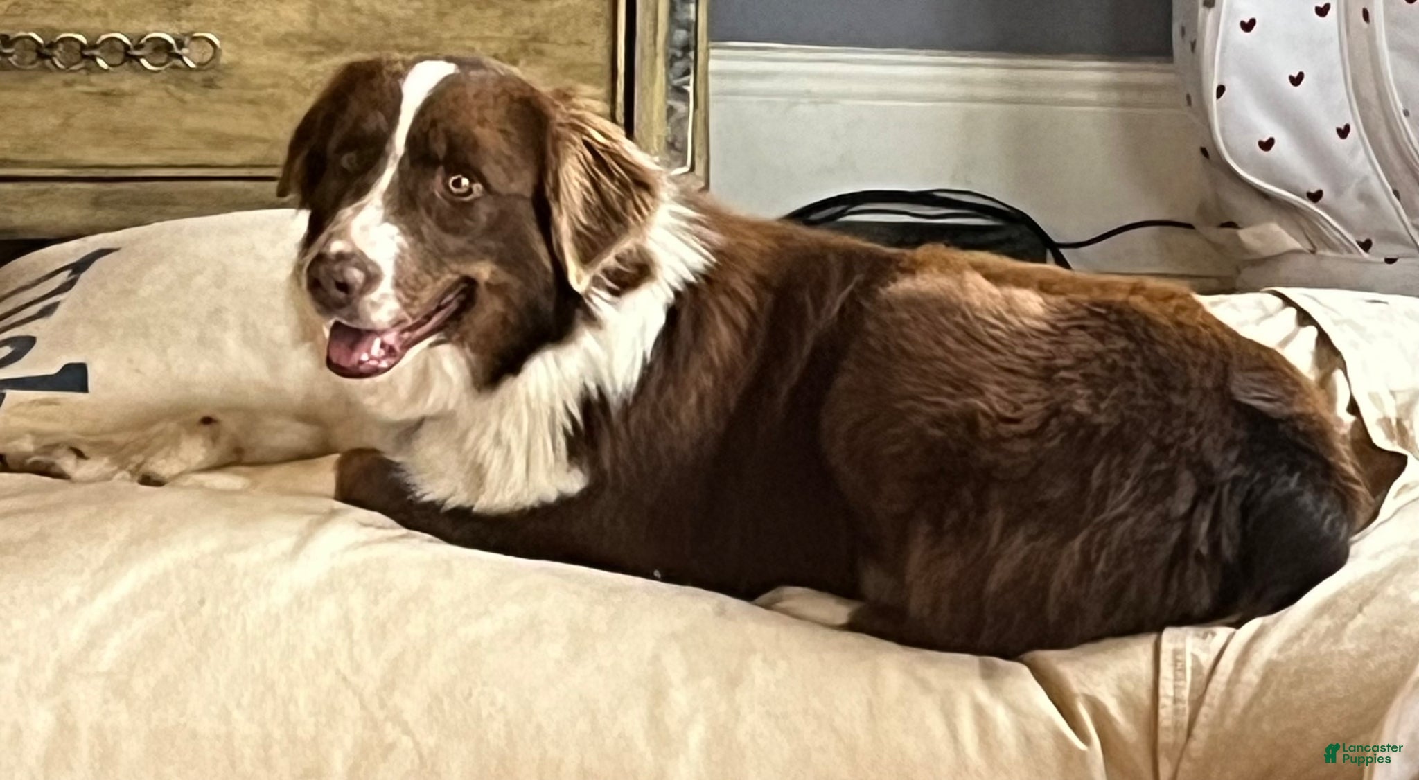 Aussiedoodle dogs Aussiedoodle Puppy 2 - Ad 2