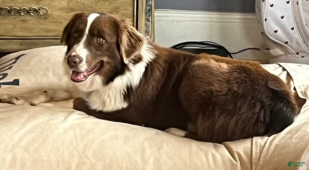 Aussiedoodle dogs for sale: Aussiedoodle Puppy 2 - Ad 2