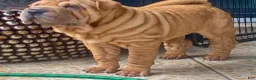 Shar Pei dogs for sale: Goose - Ad 10