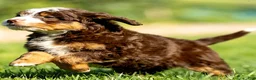 Mini Bernedoodle dogs for sale: Genevieve - Ad 7