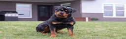 Rottweiler dogs for sale: Rita - Ad 9