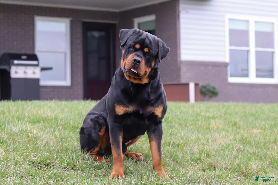 Rottweiler dogs for sale: Rita - Ad 9