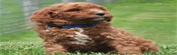 Labradoodle dogs for sale: Palmer - Ad 3