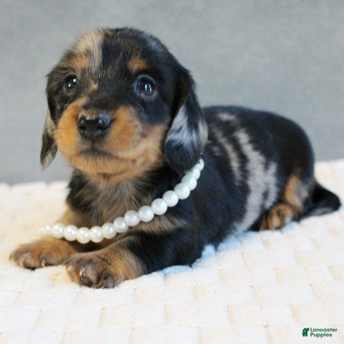 Miniature Dachshund dogs for sale: Selena - Ad 1