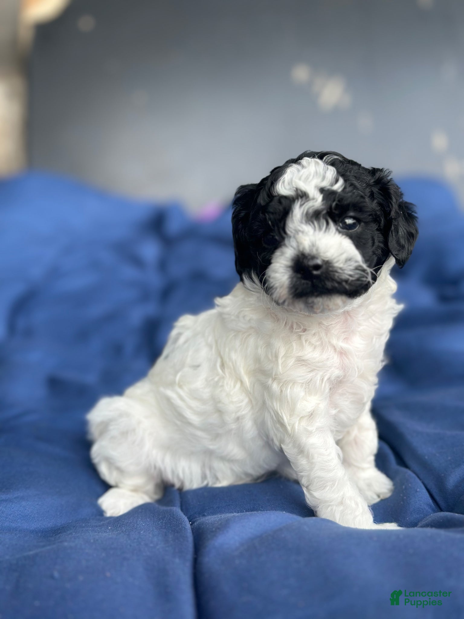 Toy Poodle dogs Storm - Ad 40