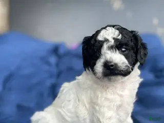 Toy Poodle dogs Storm - Ad 40