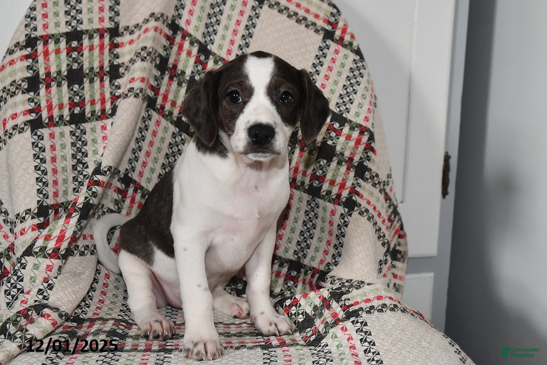 Mixed Breed dogs for sale: Babe - Ad 3