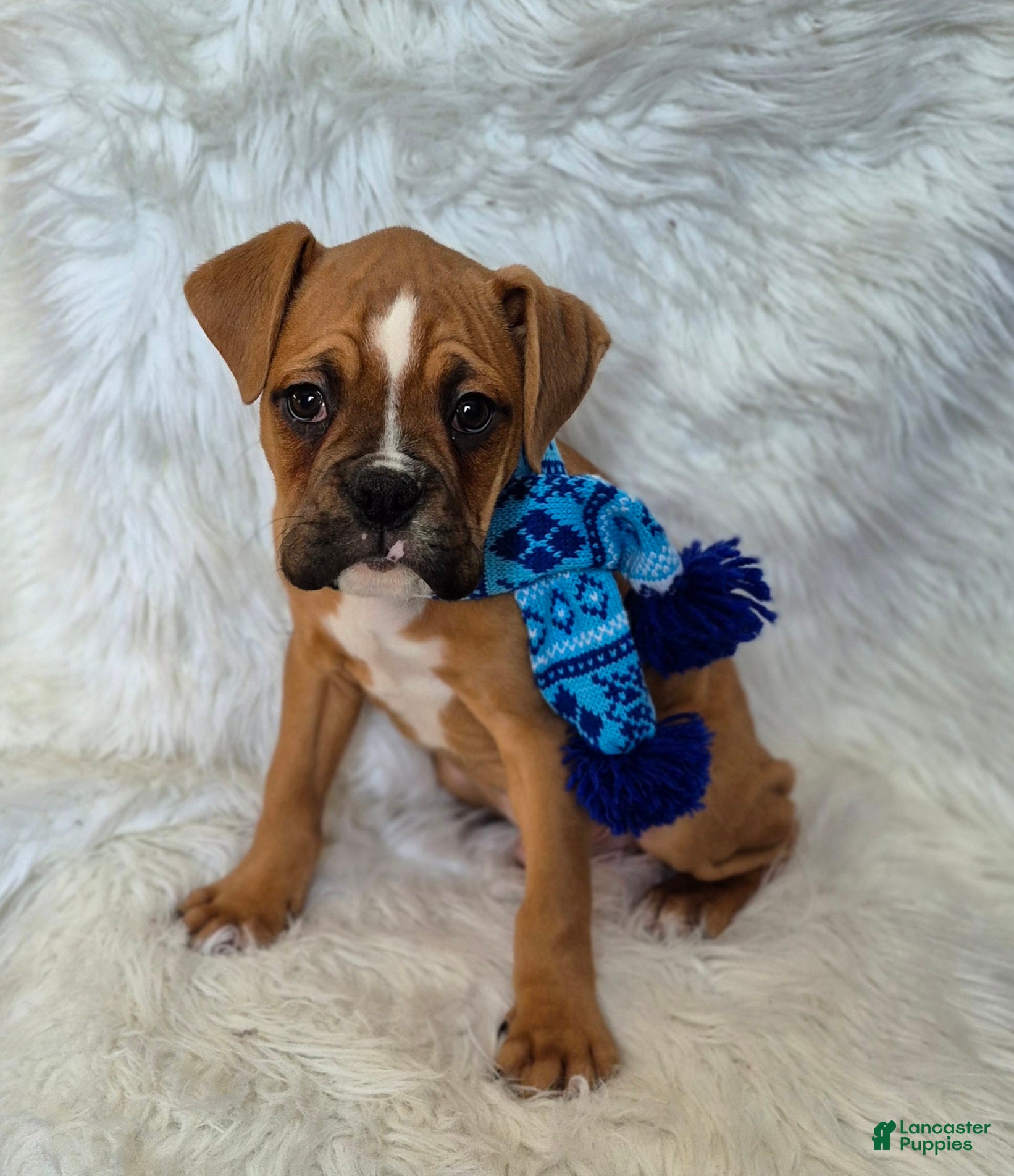 Boxer dogs Mogely - Ad 5