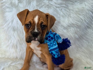 Boxer dogs Mogely - Ad 5