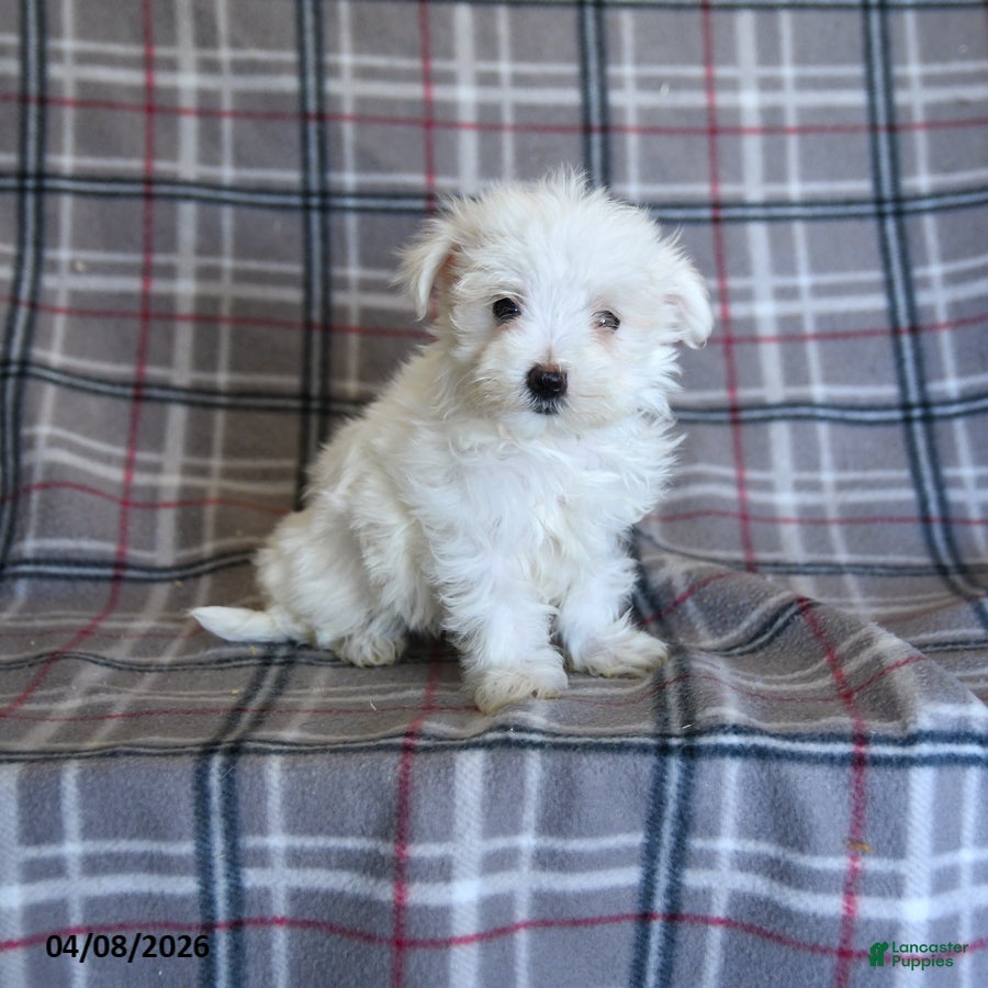 Maltese dogs Tina - Ad 1