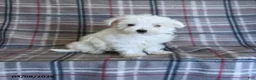 Maltese dogs for sale: Tina - Ad 1