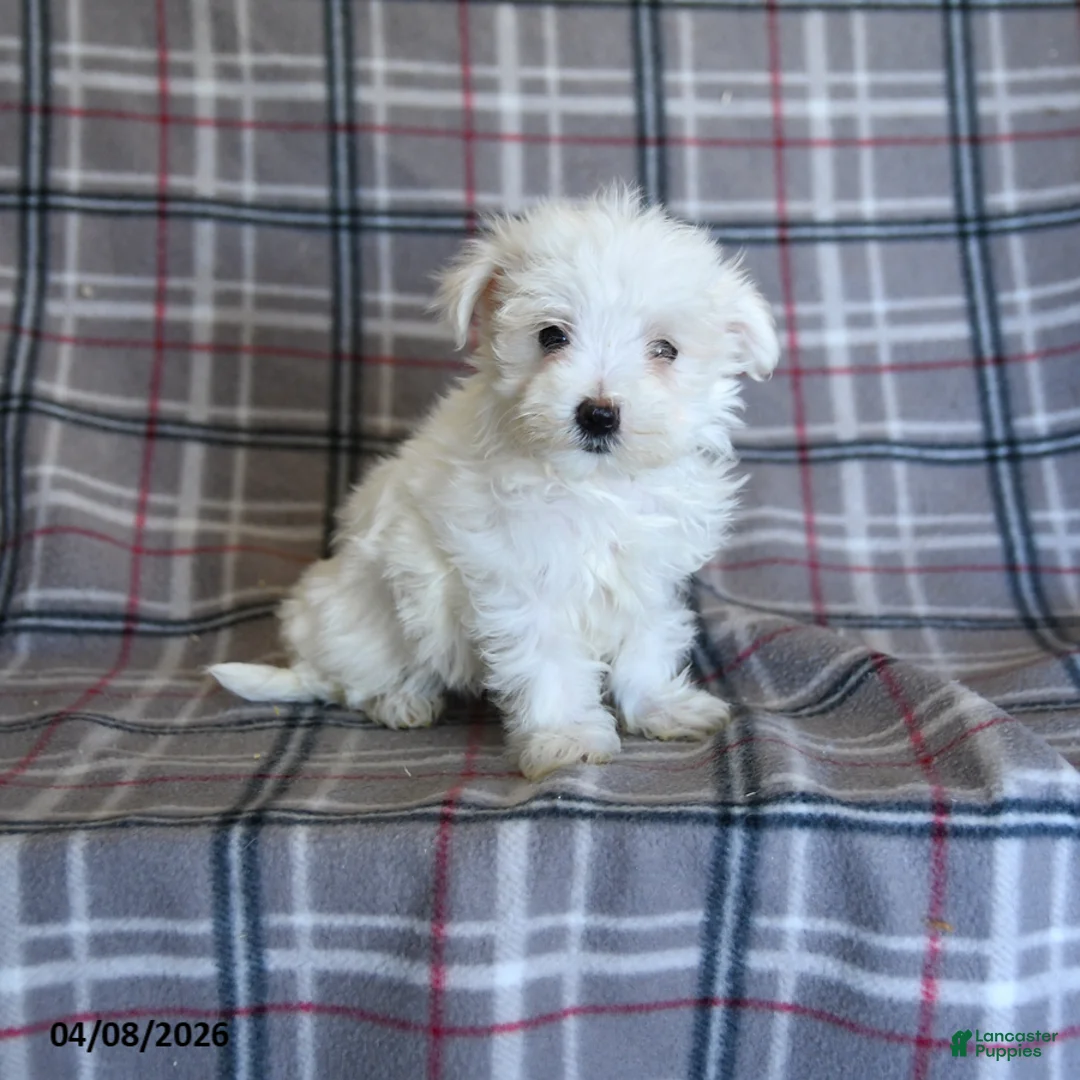 Maltese dogs for sale: Tina - Ad 1