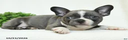 Boston Terrier dogs for sale: Griffin - Ad 3