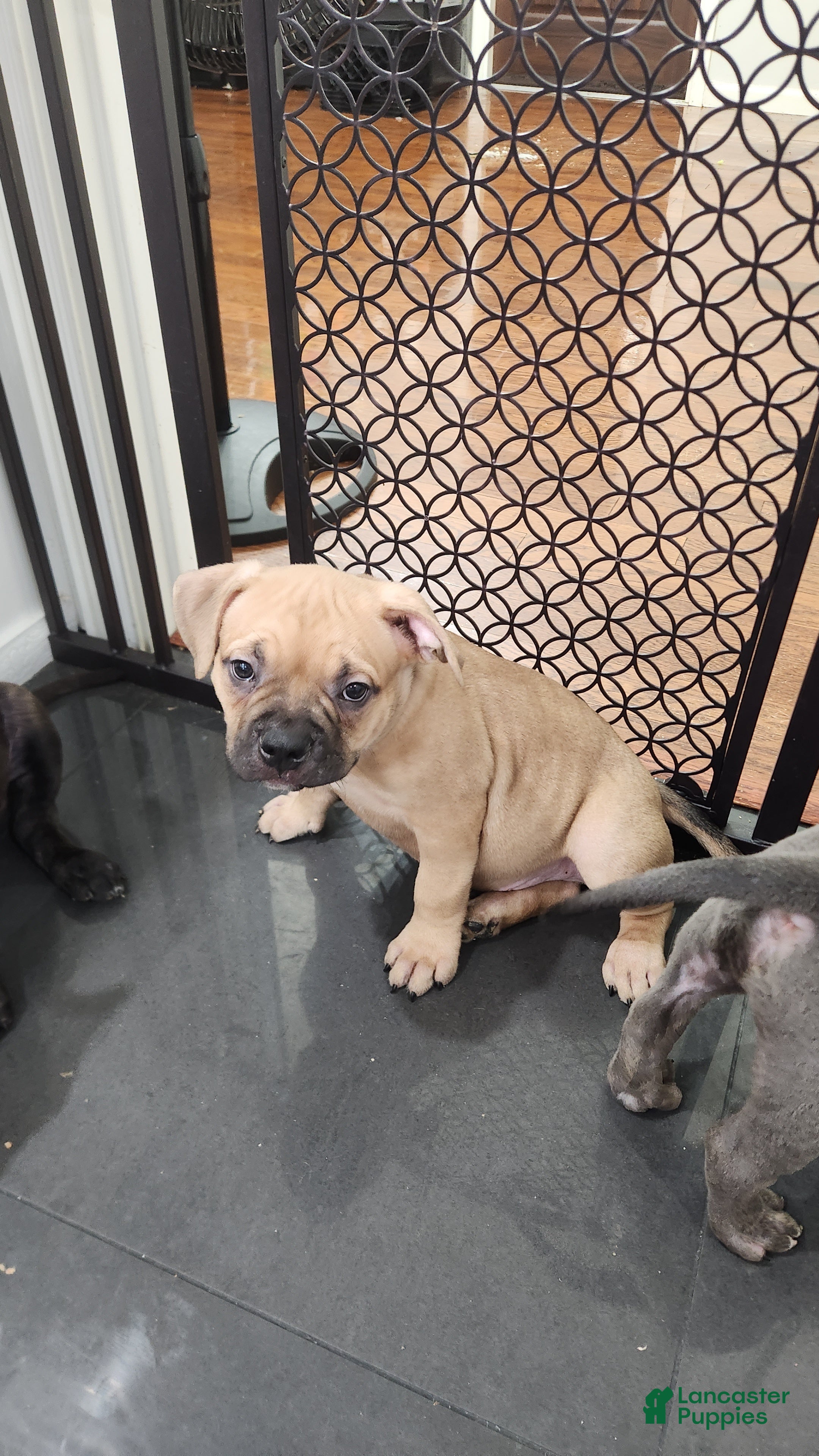 American Bully dogs for sale: Fawn Male - Ad 1