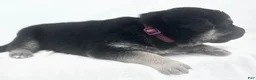 German Shepherd dogs for sale: Rosie - Ad 3