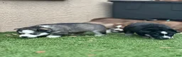 Pomsky dogs for sale: Flint - Ad 10