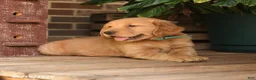 Golden Retriever dogs for sale: Creed - Ad 2