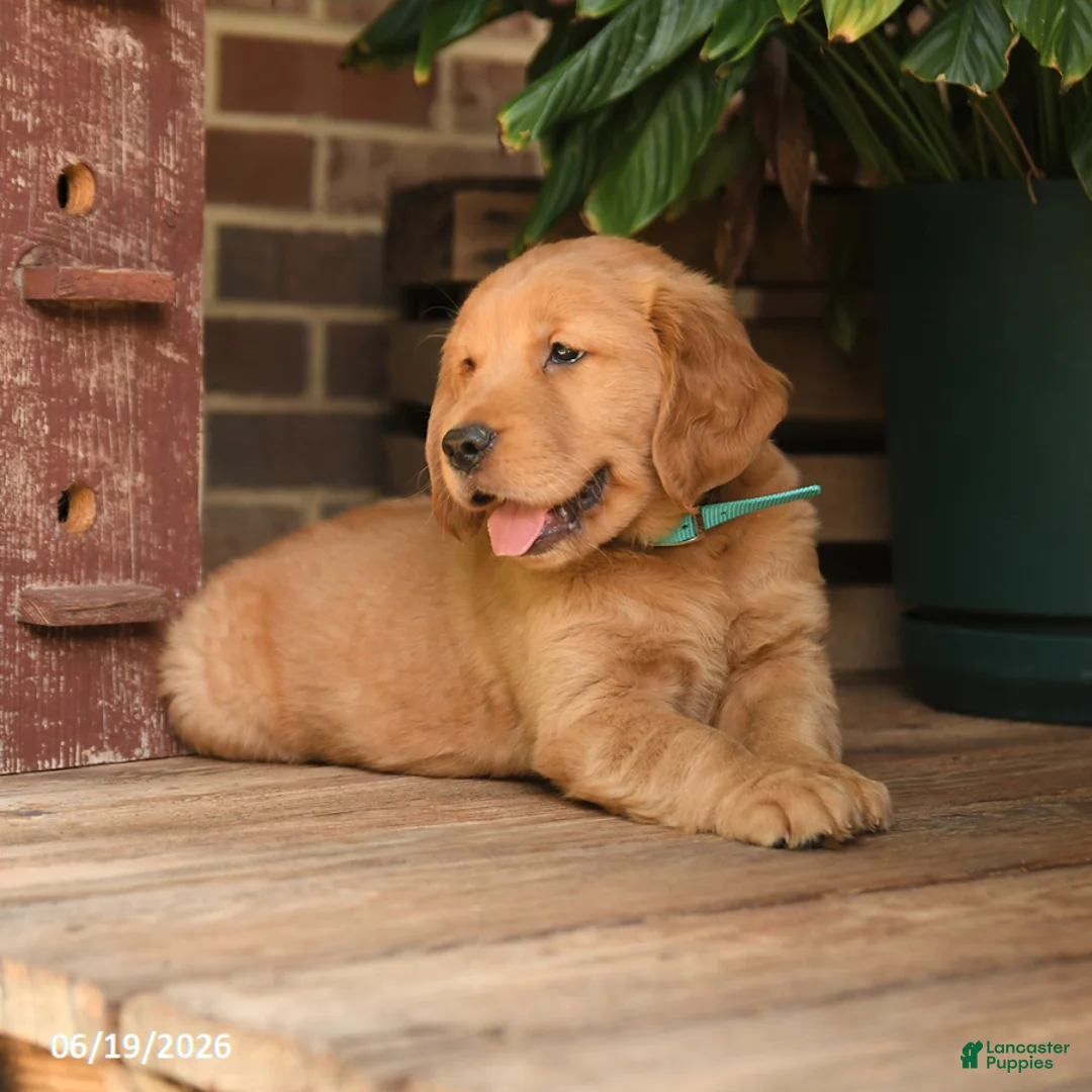 Golden Retriever dogs for sale: Creed - Ad 2