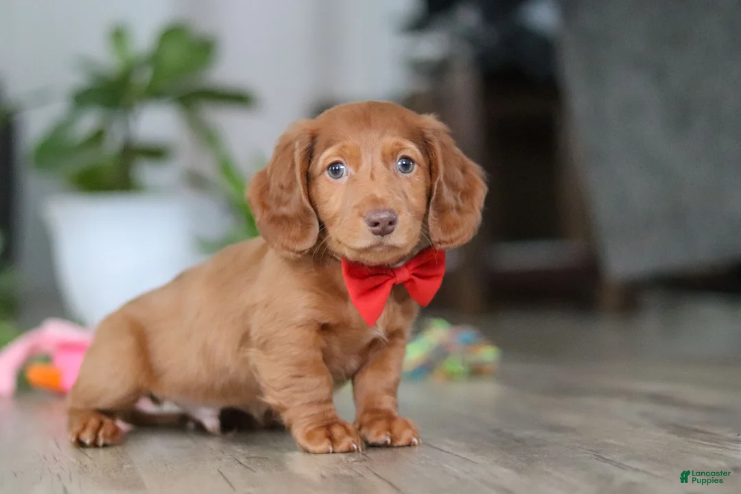 Miniature Dachshund dogs for sale: Maverick - Ad 3