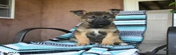 German Shepherd dogs for sale: Gerry - Ad 1