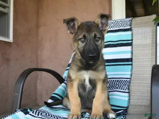 German Shepherd dogs for sale: Gerry - Ad 1