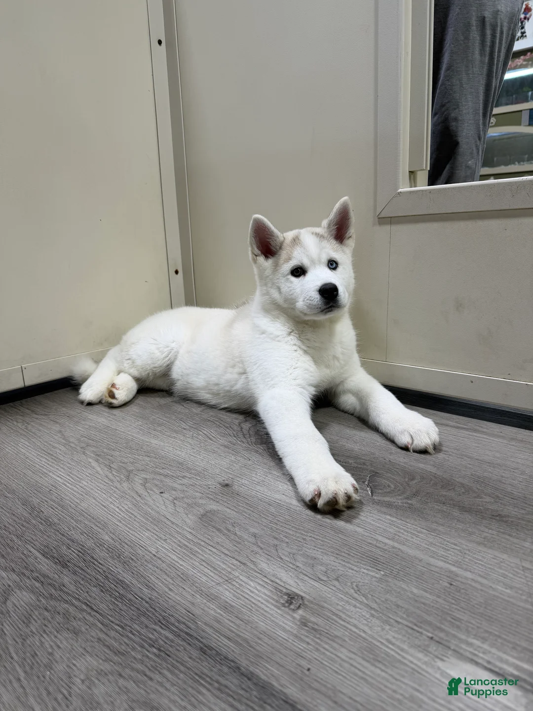 Pomsky dogs for sale: Pomsky Puppy 1 - Ad 3