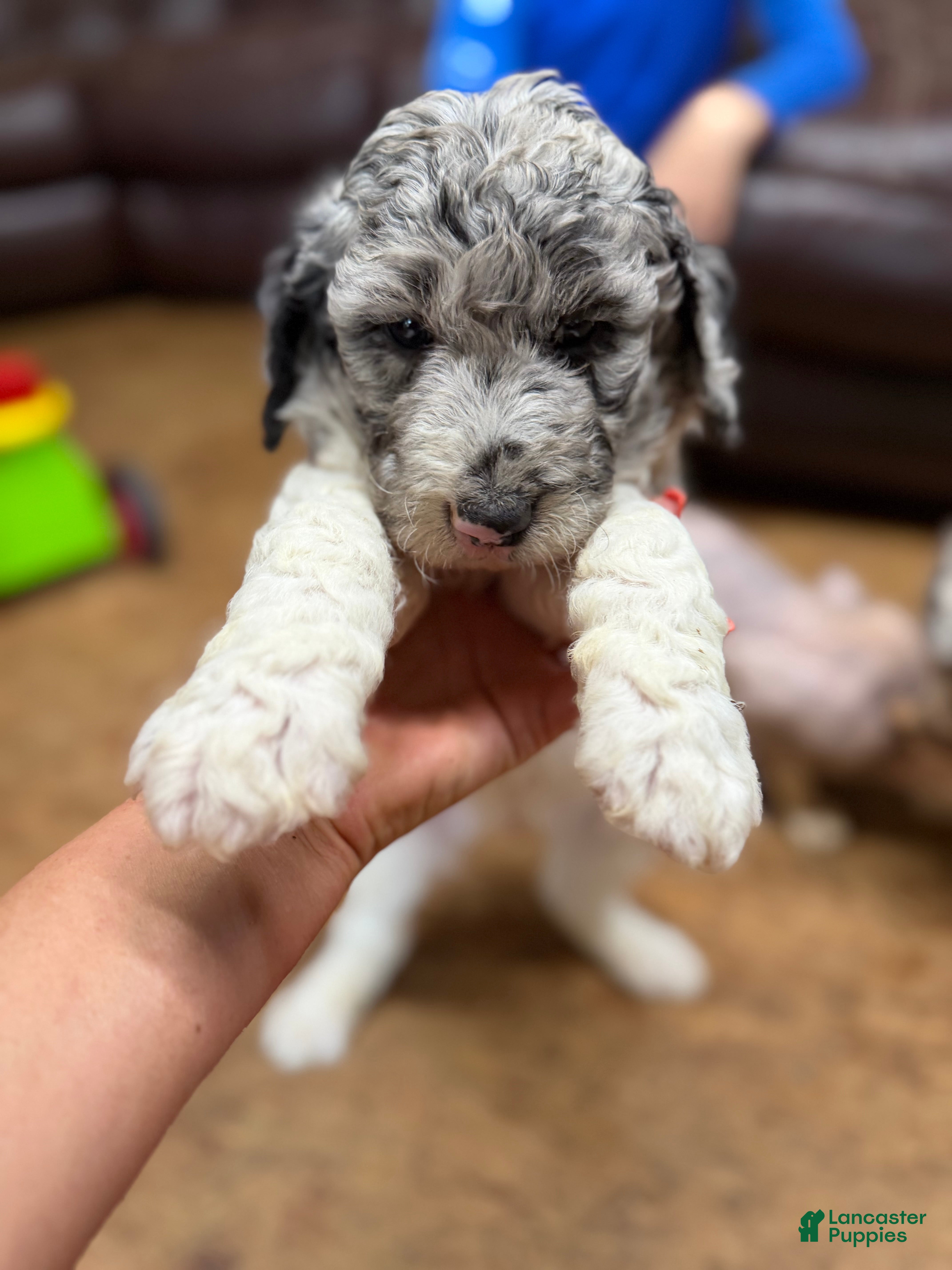 Aussiedoodle dogs Aussiedoodle Puppy 4 - Ad 32