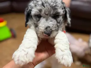 Aussiedoodle dogs Aussiedoodle Puppy 4 - Ad 13