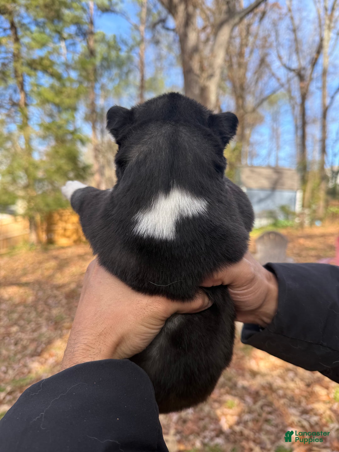 Siberian Husky dogs for sale: Pistol - Ad 3