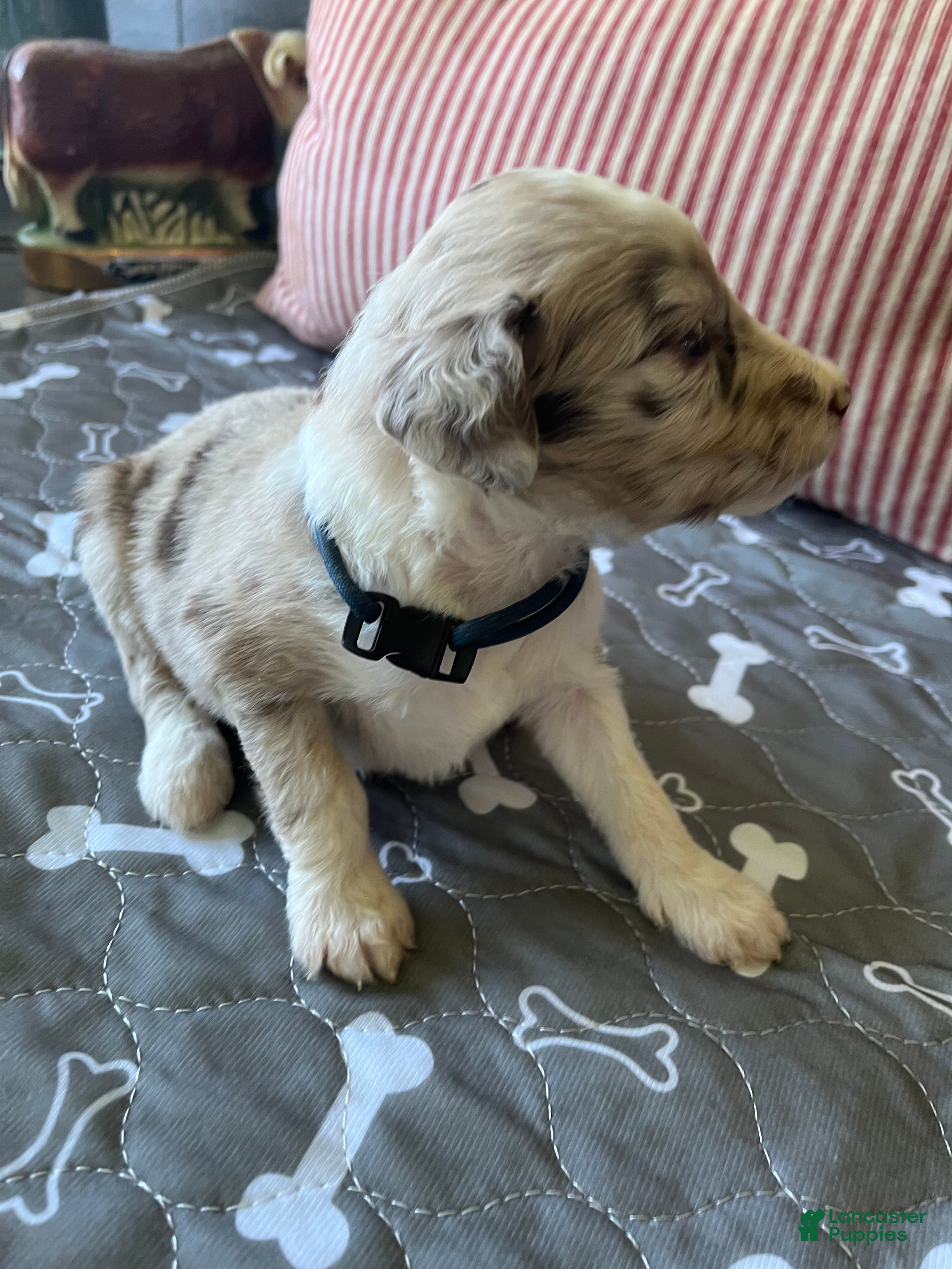 Aussiedoodle dogs Navy - Ad 2
