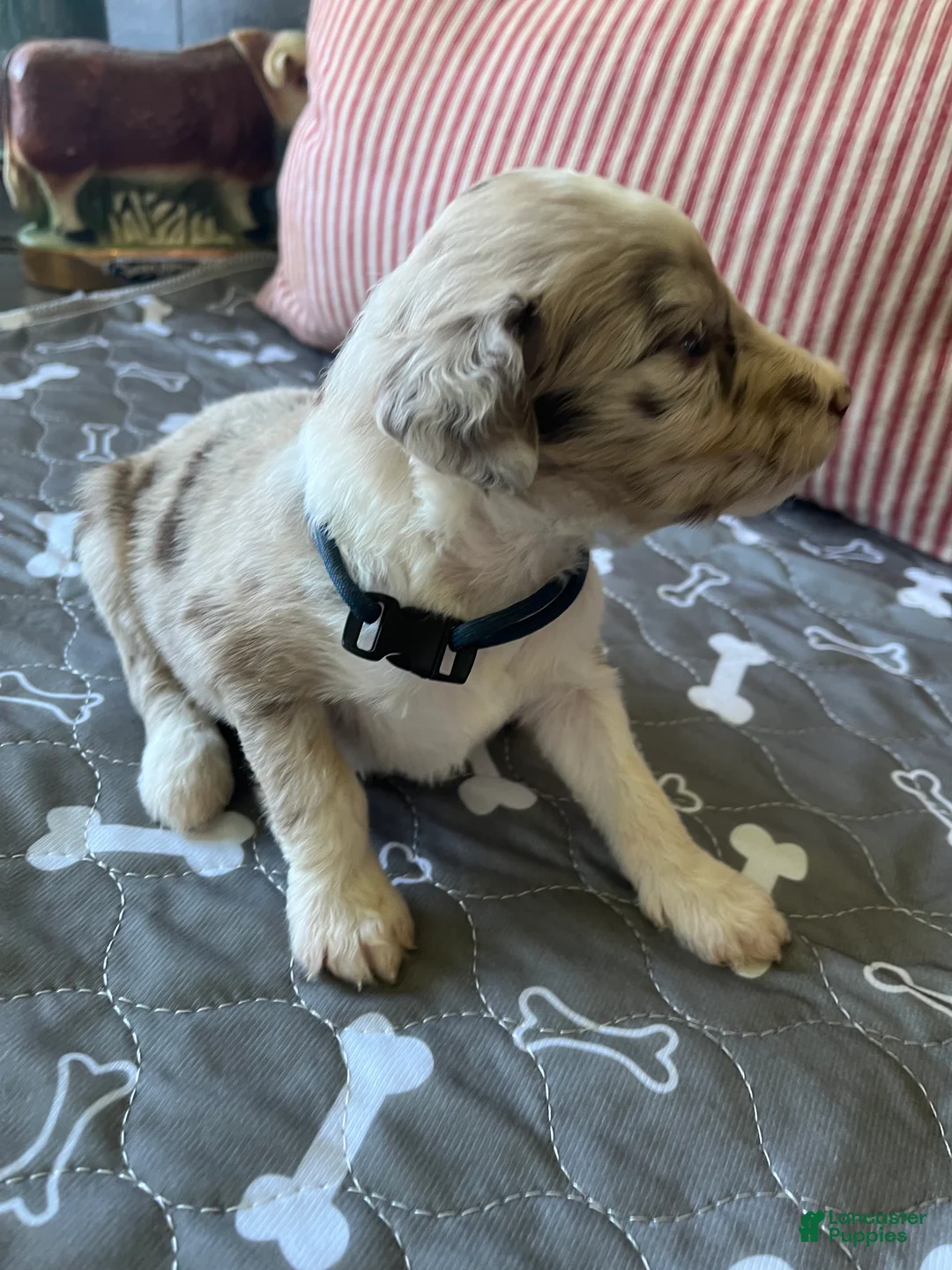 Aussiedoodle dogs for sale: Navy - Ad 2