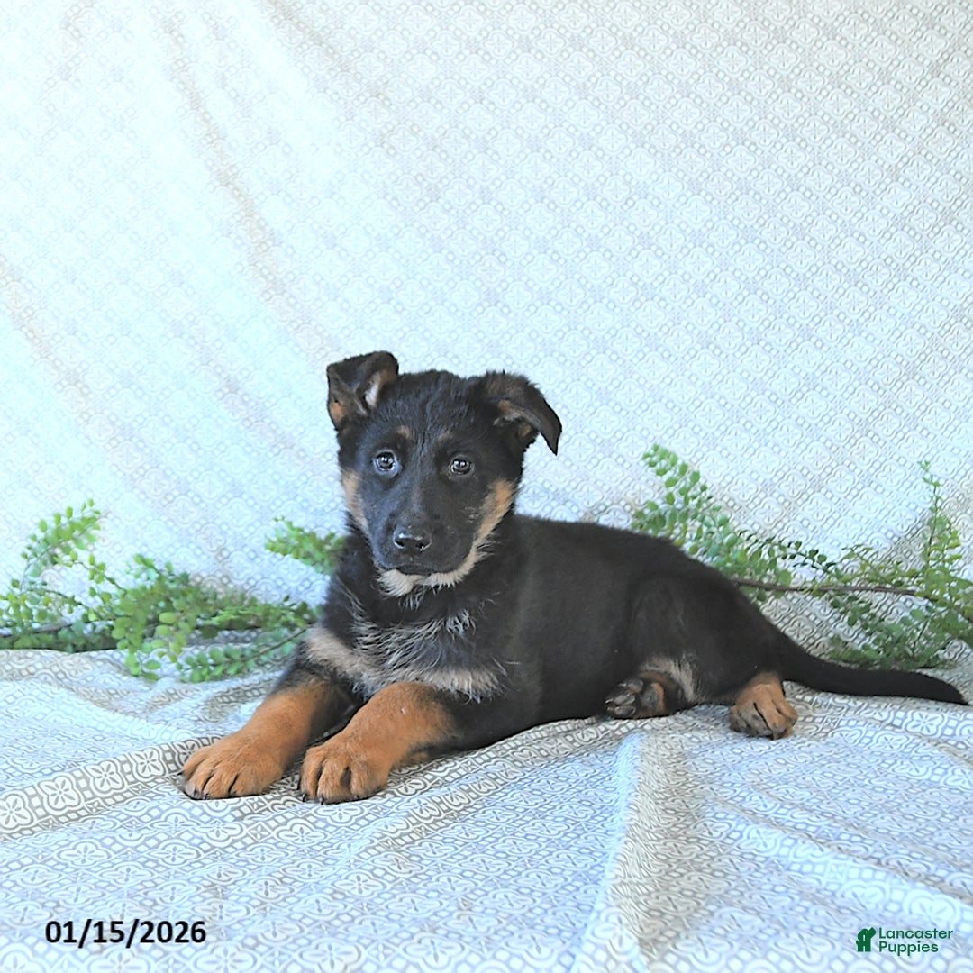 German Shepherd dogs for sale: Bella    - Ad 4