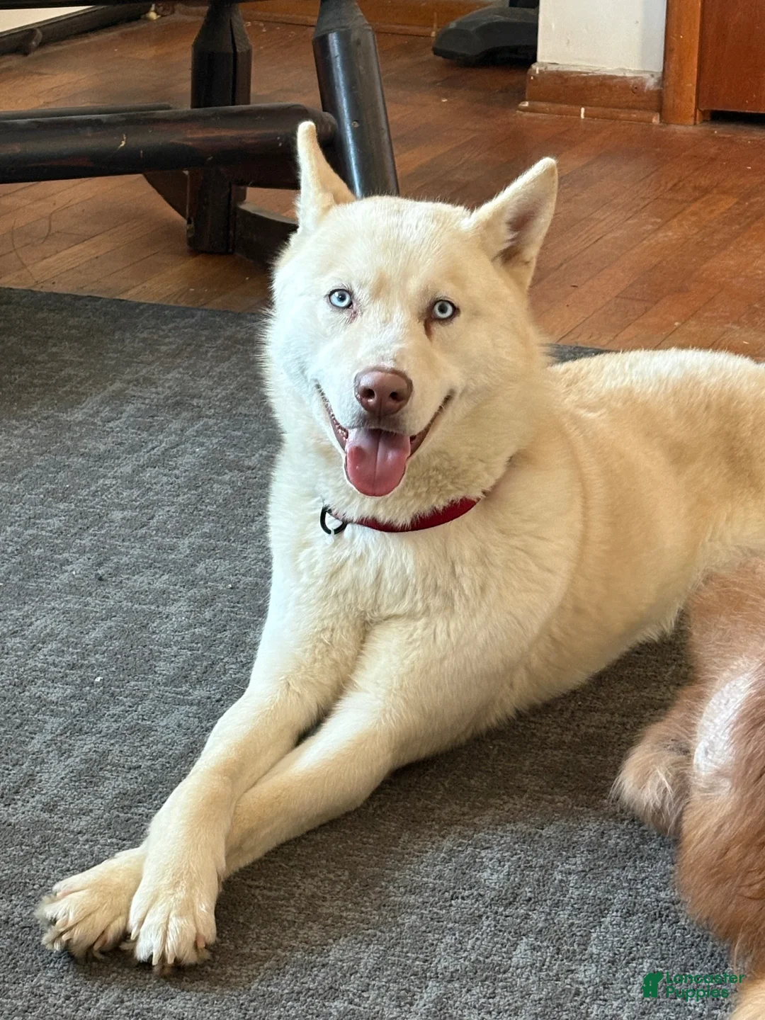Goberian dogs for sale: Goberian 5 - Ad 3