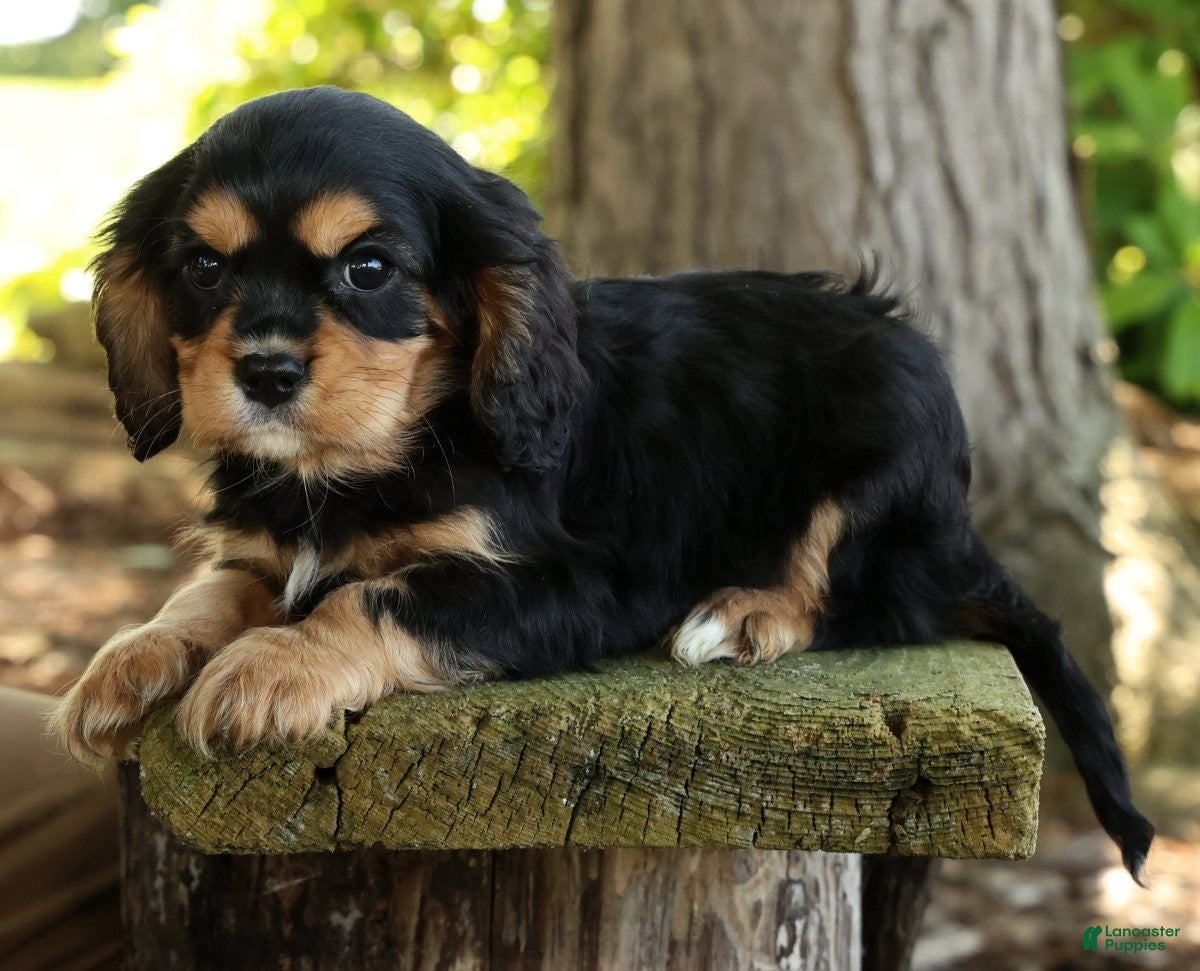 Cavalier King Charles Spaniel dogs for sale: Carson - Ad 7
