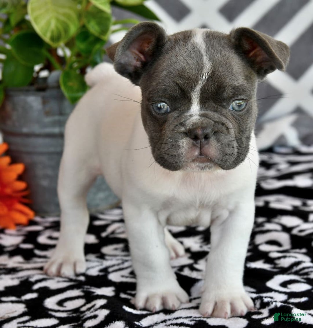 Gallery Image {{count}}