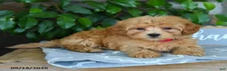 Maltipoo dogs for sale: Julian - Ad 5