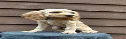 Cockapoo dogs for sale: Simba-Male - Ad 3