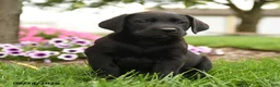 Labrador Retriever dogs for sale: Max - Ad 1